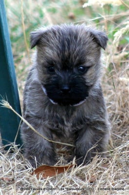 Les chiots de Cairn Terrier