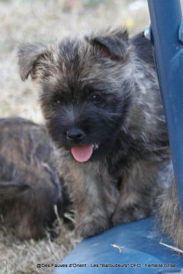 Les chiots de Cairn Terrier
