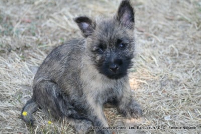 Les chiots de Cairn Terrier