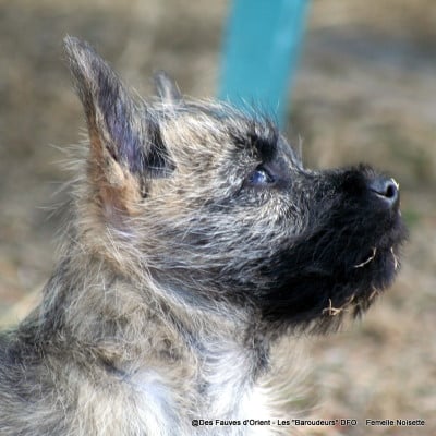 Les chiots de Cairn Terrier