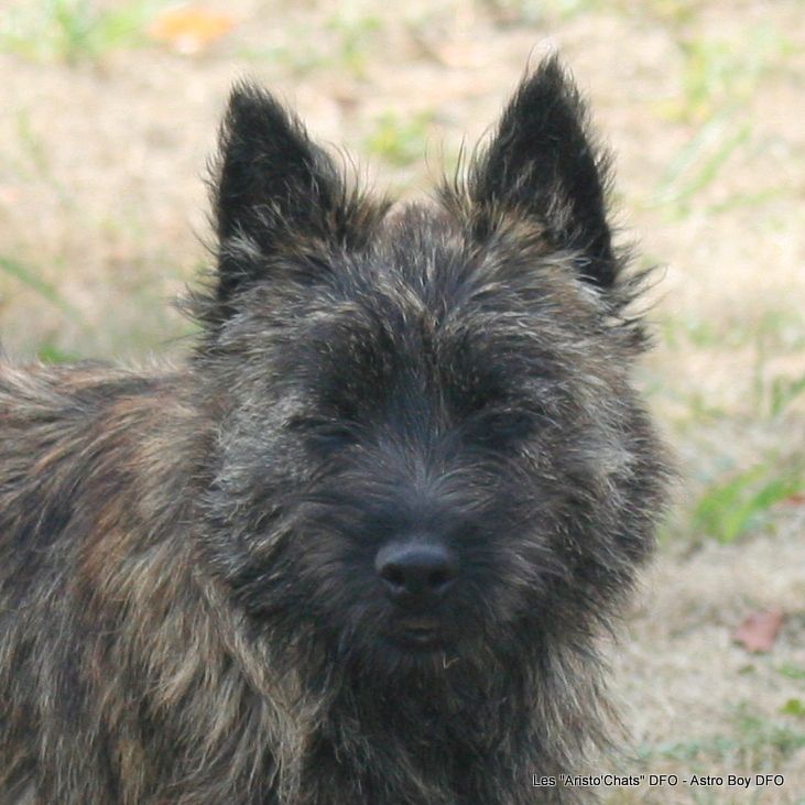 Astro Boy => Mâle vert