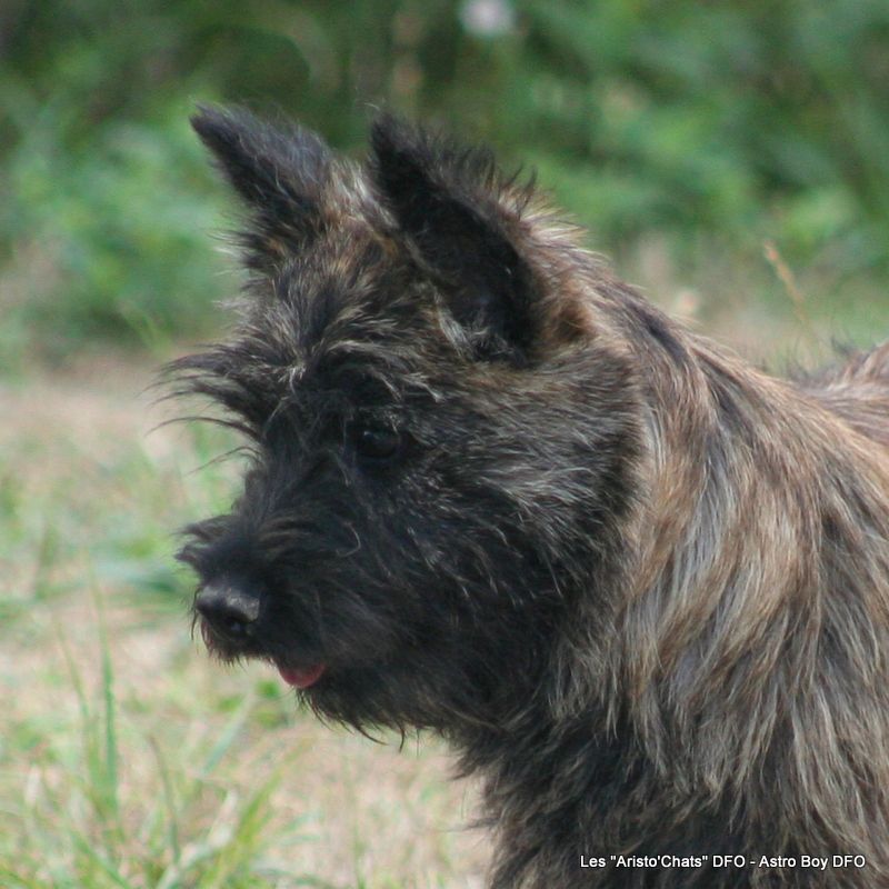Astro Boy => Mâle vert