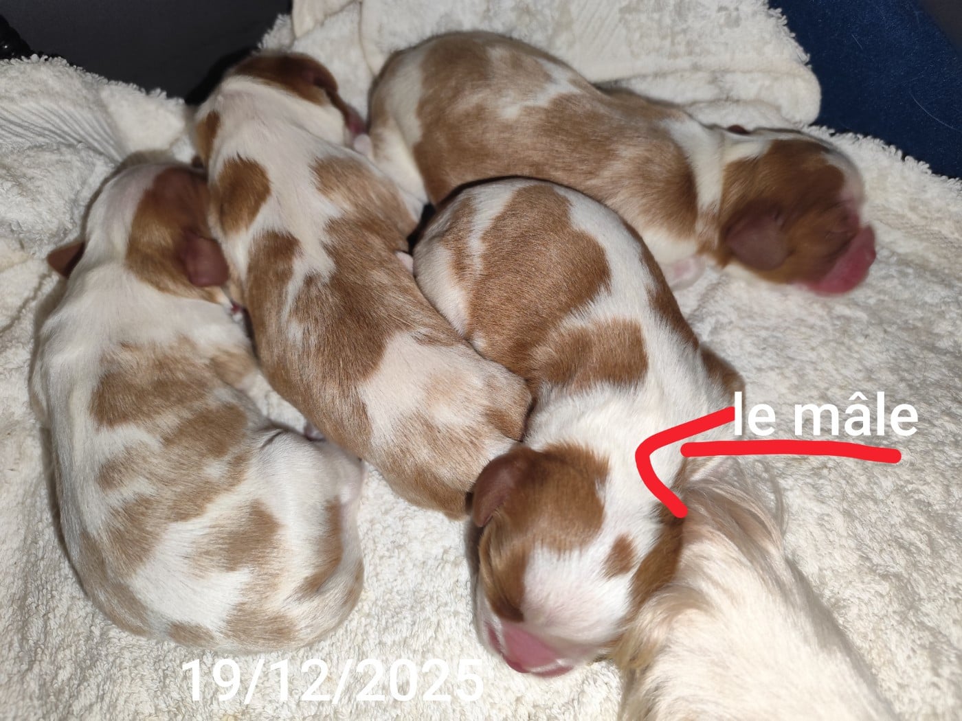 Cavalier King Charles Spaniel - De Perle Pure