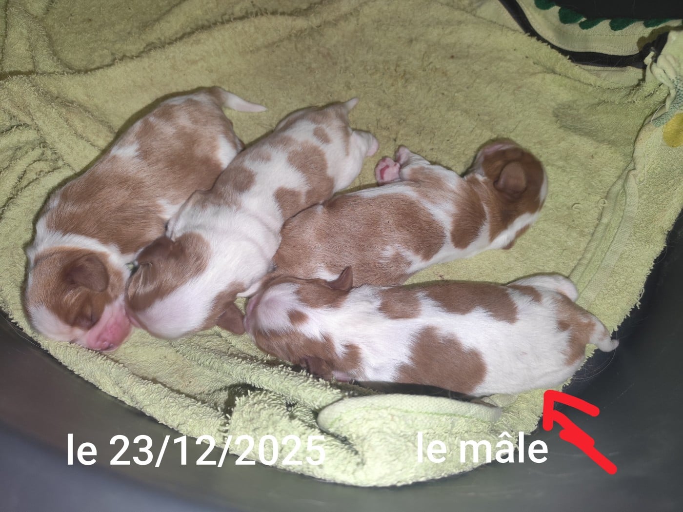 Cavalier King Charles Spaniel - De Perle Pure