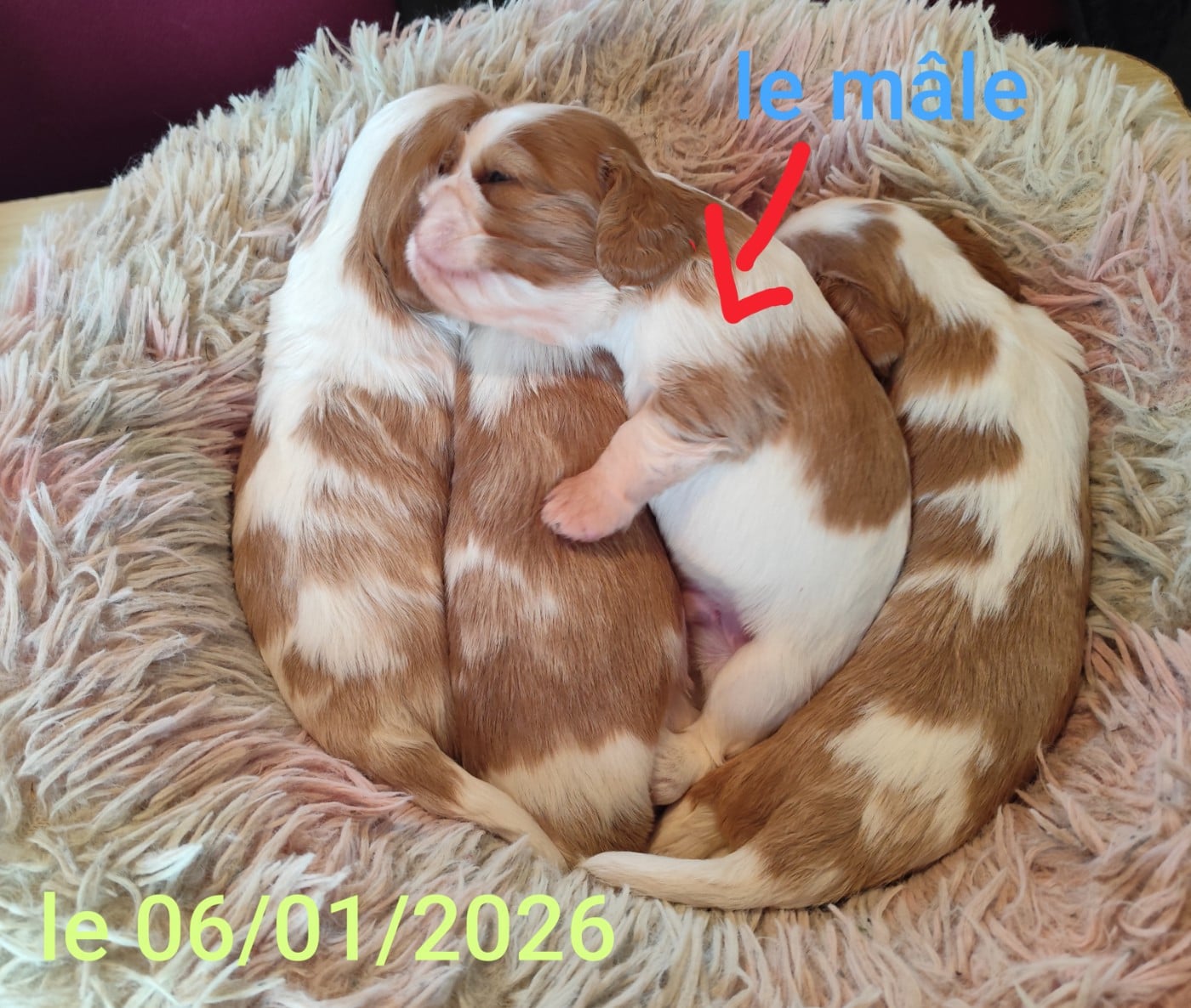 Cavalier King Charles Spaniel - De Perle Pure