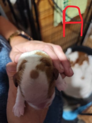 Les chiots de Cavalier King Charles Spaniel