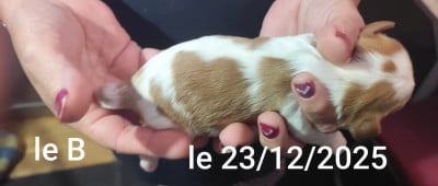 Les chiots de Cavalier King Charles Spaniel