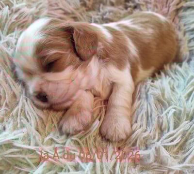 Les chiots de Cavalier King Charles Spaniel