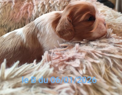 Les chiots de Cavalier King Charles Spaniel