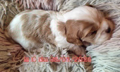 Les chiots de Cavalier King Charles Spaniel