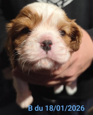 Les chiots de Cavalier King Charles Spaniel