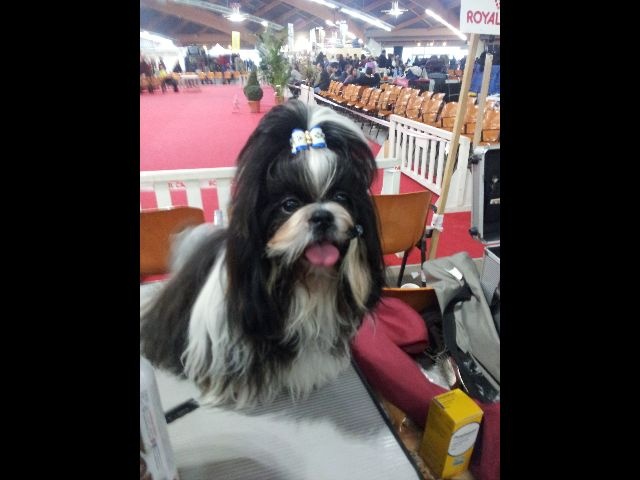 Glitter du domaine des altantes - MEILLEUR JEUNE-MEILLEUR DE RACE