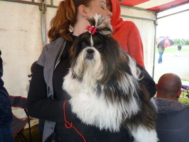 Glitter du domaine des altantes - MEILLEUR JEUNE