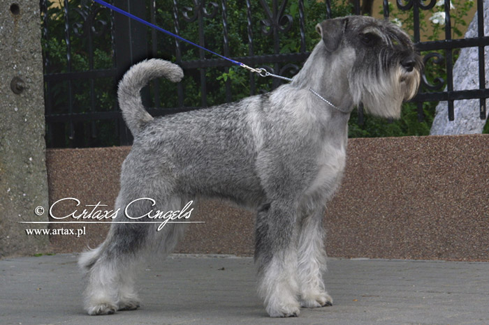 Publication : artax's angels Auteur : A.Wasiak