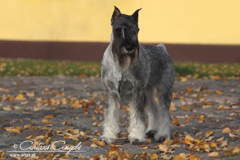 Publication : artax's angels