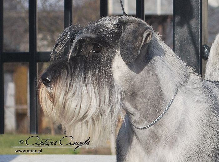 Publication : artax's angels Auteur : A.Wasiak