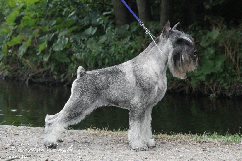 Publication : artax's angels