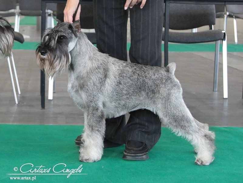 Publication : artax's angels