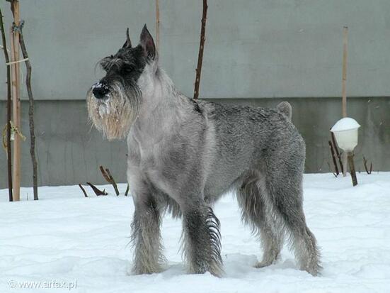 Publication : artax's angels Auteur : A.Wasiak