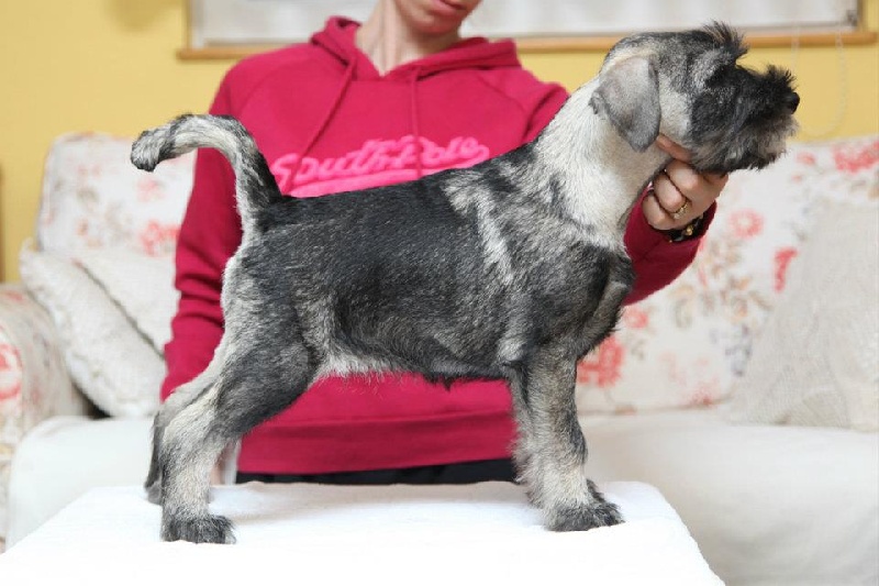 Publication : artax's angels