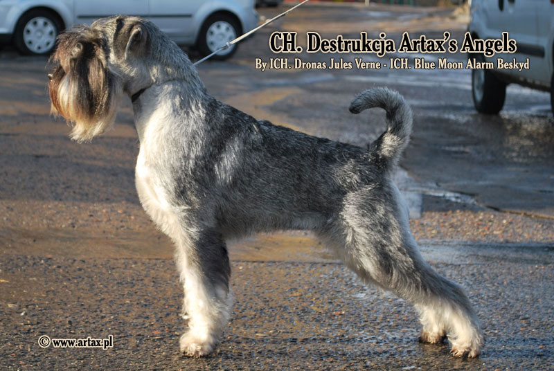 Publication : artax's angels