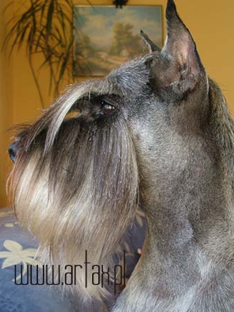 Publication : artax's angels Auteur : A.Wasiak