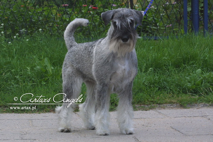 Publication : artax's angels Auteur : A.Wasiak