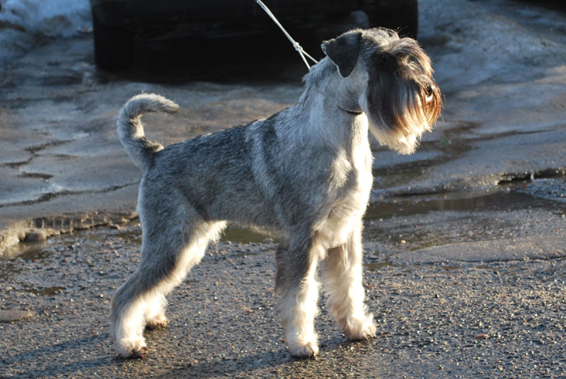 Publication : artax's angels