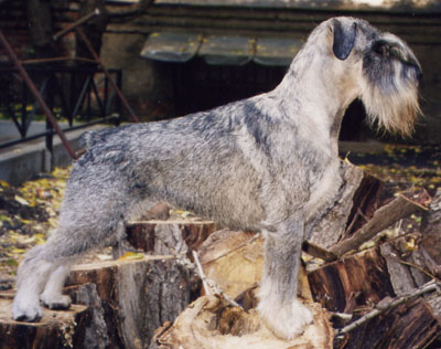 Publication : des Xarmanki de Faldaracon