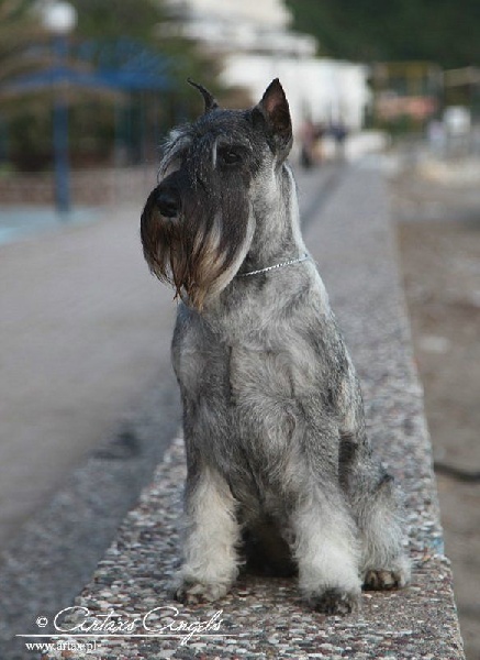 Publication : artax's angels