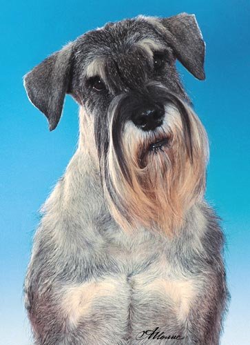 Publication : des Xarmanki de Faldaracon