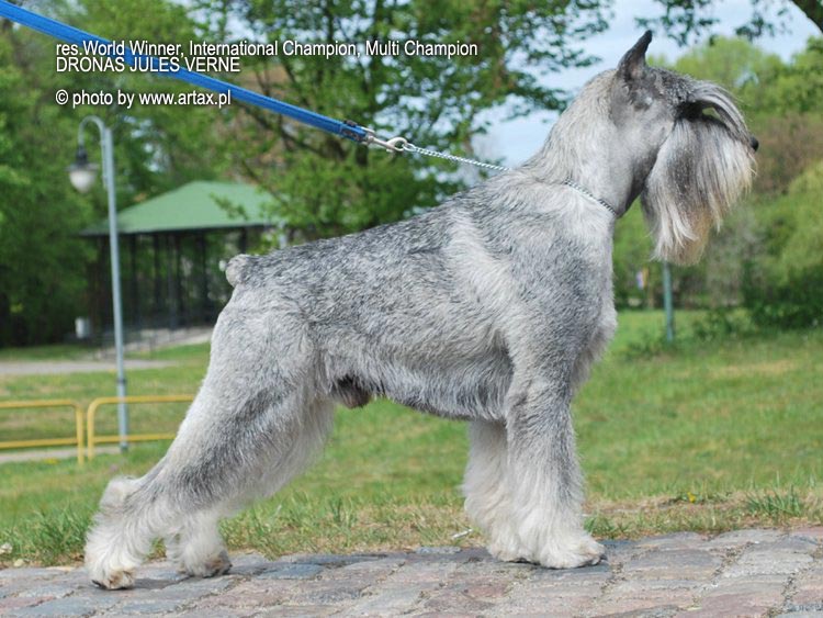 Publication : artax's angels Auteur : A.Wasiak