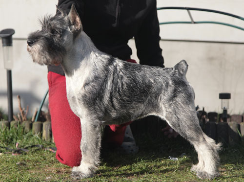 Publication : artax's angels