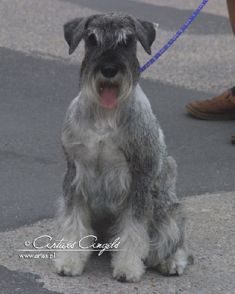 Publication : artax's angels Auteur : A.Wasiak