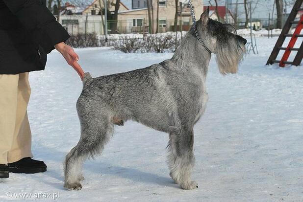 Publication : artax's angels Auteur : A.Wasiak