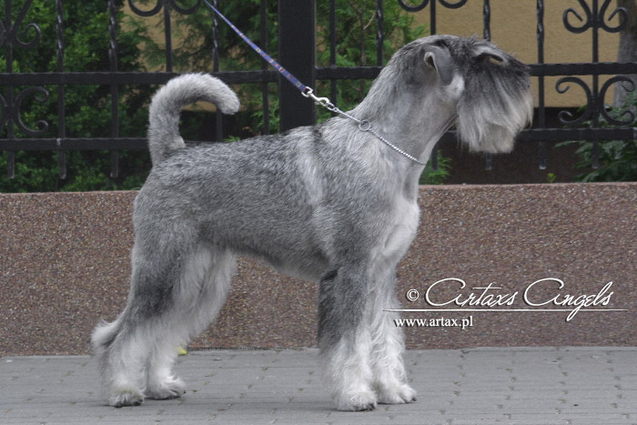 Publication : artax's angels Auteur : A.Wasiak