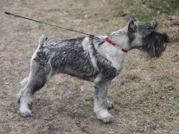 Publication : artax's angels