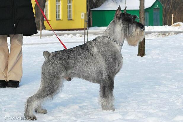 Publication : artax's angels Auteur : A.Wasiak