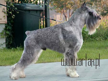 Publication : artax's angels Auteur : A.Wasiak