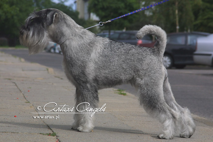 Publication : artax's angels Auteur : A.Wasiak