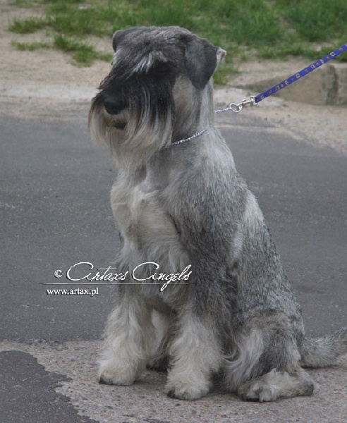 Publication : artax's angels Auteur : A.Wasiak