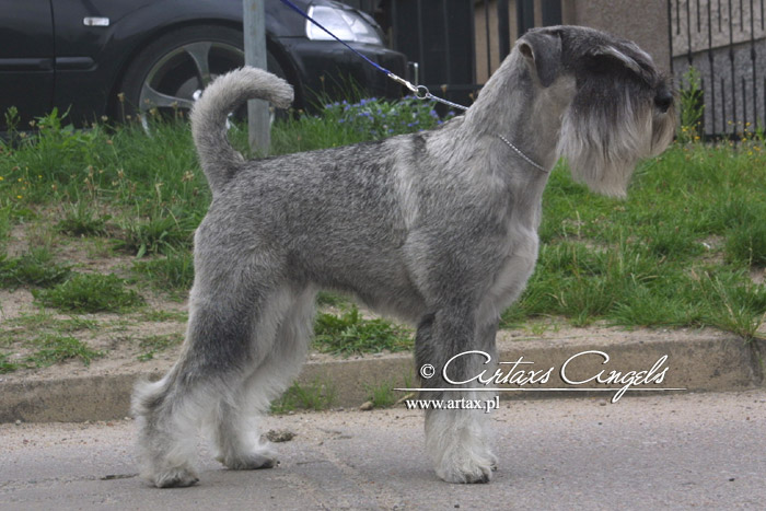 Publication : artax's angels Auteur : A.Wasiak