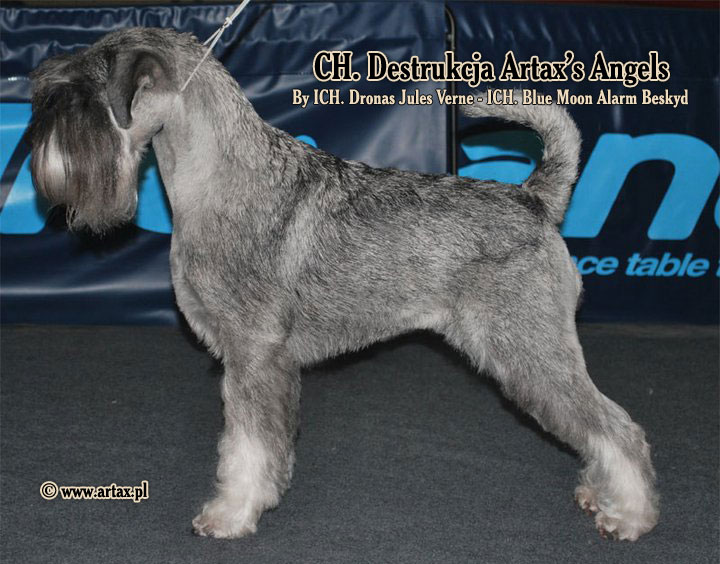 Publication : artax's angels