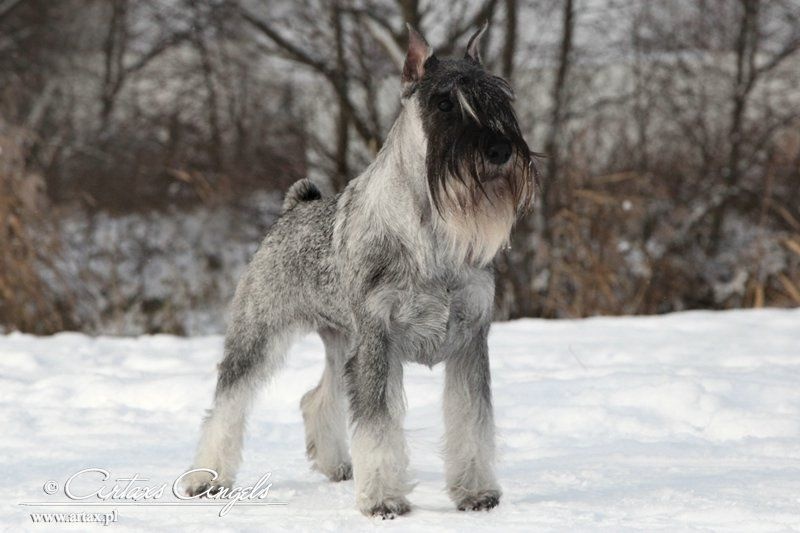 Publication : artax's angels