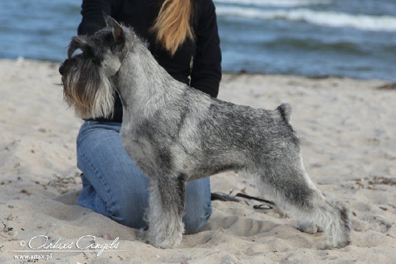 Publication : artax's angels