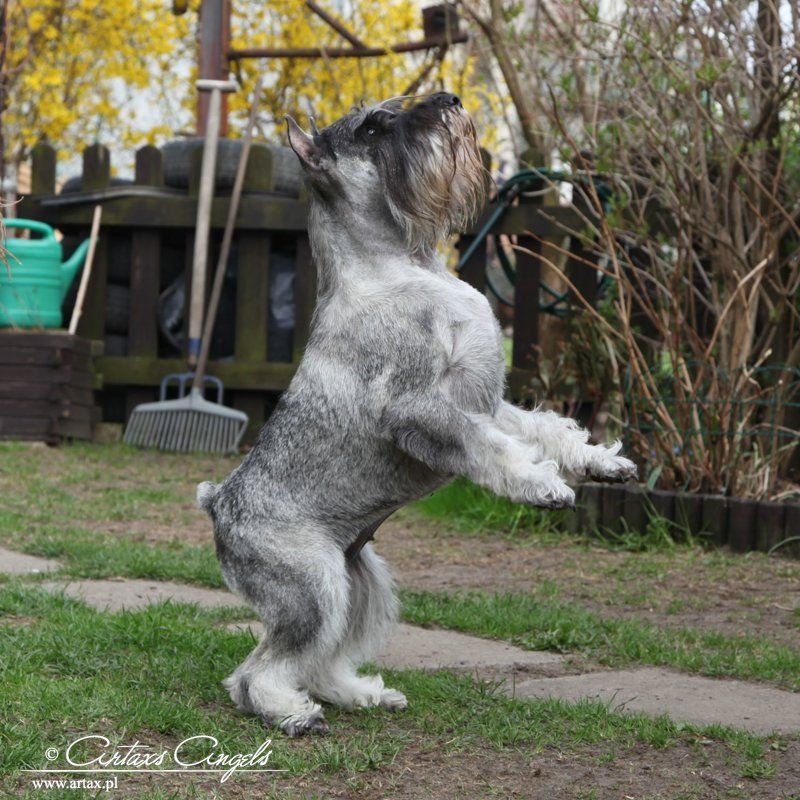 Publication : artax's angels