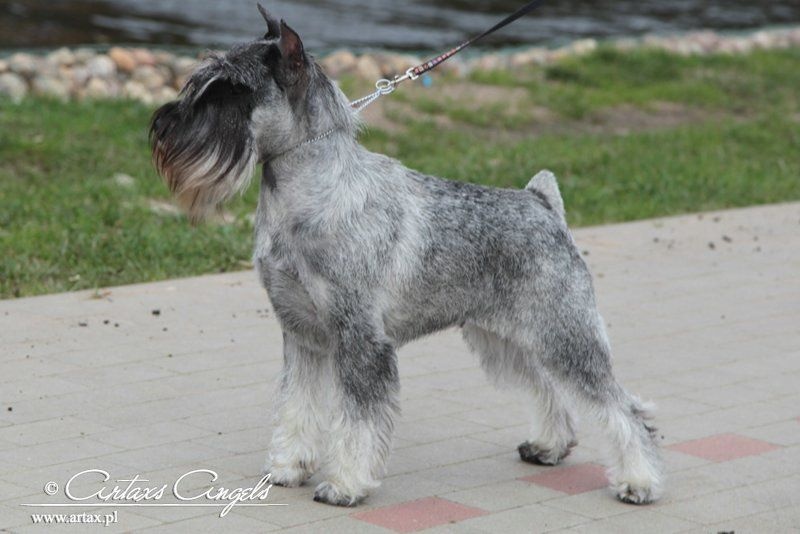 Publication : artax's angels