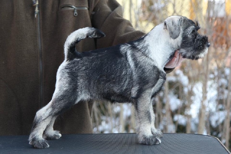 Publication : artax's angels