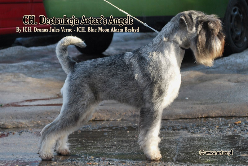 Publication : artax's angels