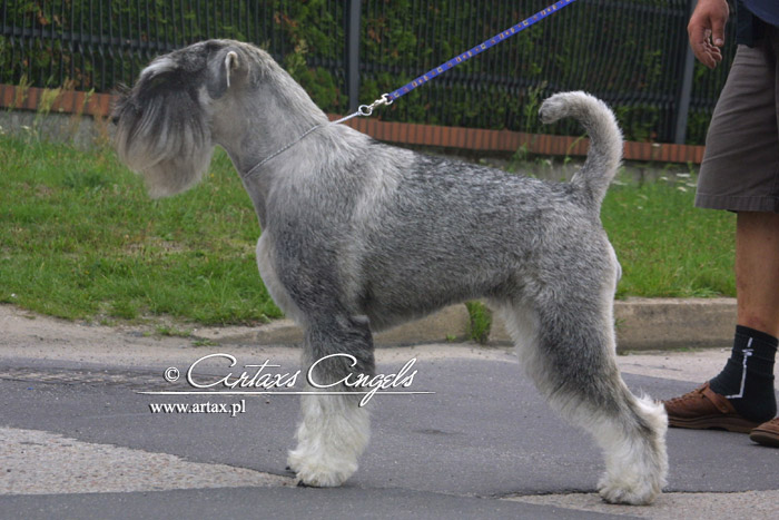 Publication : artax's angels Auteur : A.Wasiak